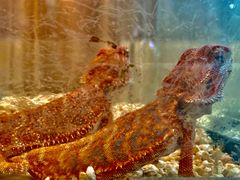 -酷以爬仙阁实体爬宠店·守宫·蜥蜴·专业繁育