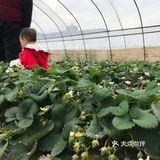 第一次摘草莓，娃儿和我都是第一次