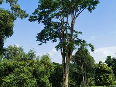 -植物园哈利亚餐厅