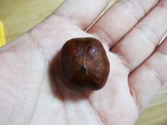 -二斗栗子(黄河道店)