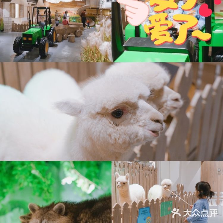 太美了叭🌸帝都首家室内亲子动物园🔥🐑