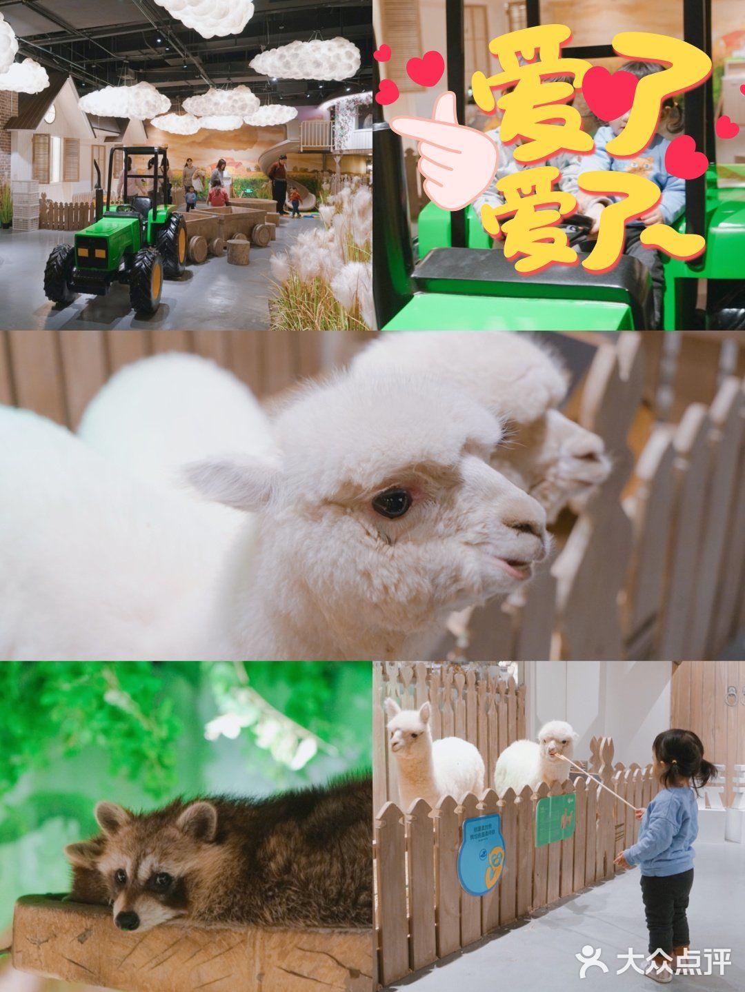 太美了叭🌸帝都首家室内亲子动物园🔥🐑