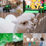 太美了叭🌸帝都首家室内亲子动物园🔥🐑