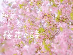 -天适樱花悠乐园
