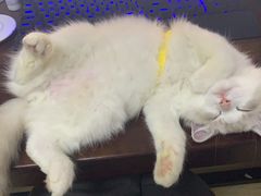-Bastet sally猫舍购宠(静安店)