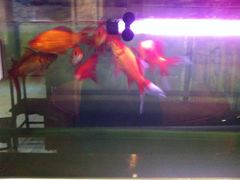 iphone_upload_pic-玉泉酱羊骨饭庄(青吉里店)