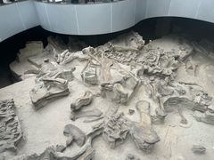 -自贡恐龙博物馆