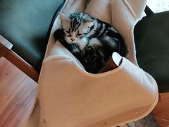 -猫爪屋猫咖(乐汇城店)