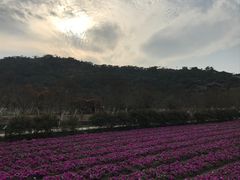 -丹樱生态园