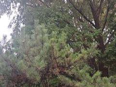 -森林公园(尖草坪区)