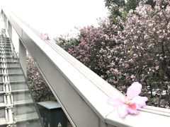 -南宁南湖公园