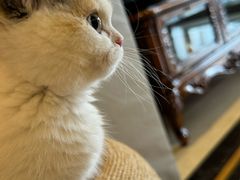 -momokira米努特·德文卷毛猫·棉花面纱犬