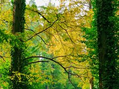 -黄海国家森林公园