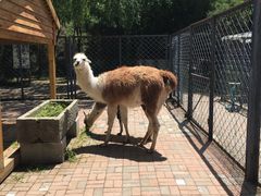 -长白岛森林公园