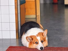 -老四川平头酸菜鱼(衙前店)