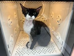 -车接车送·寄养洗护·德文猫舍(大宁店)
