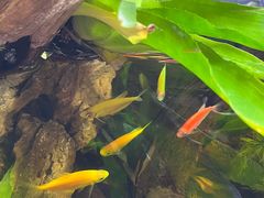 -龙大花卉苗木市场