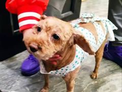 -宠爱国际动物医院· 猫科· 外科·中兽医(长白店)