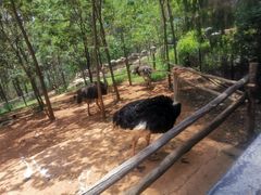 -云南野生动物园