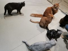 -藏猫猫咖啡主题馆(中央大道店)