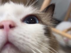 -楼上猫咖(罗湖店)