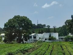 -龙坞茶村