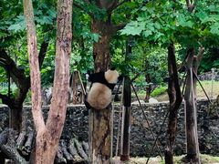 -都江堰中华大熊猫苑