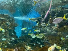 -上海海洋水族馆