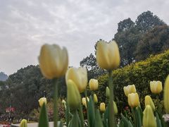 -南山植物园