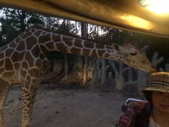 -清迈夜间动物园