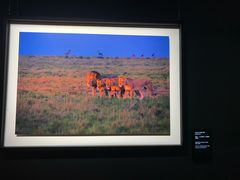 -罗红摄影艺术馆