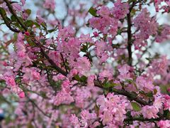 -上海滨江森林公园