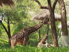 -北京野生动物园