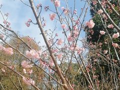 -南山植物园