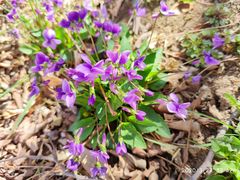 -永定河休闲森林公园