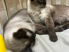 -藏猫猫咖啡主题馆(中央大道店)