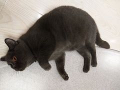 -猫和宫(六道口店)