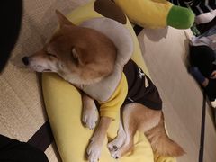 -逗柴咖啡屋·狗咖猫咖宠物桌游