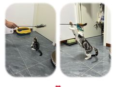 -欣宠猫屋·矮脚拿破仑·蓝金金渐层