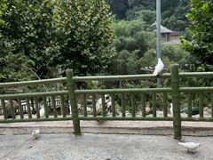 -栾川竹海野生动物园