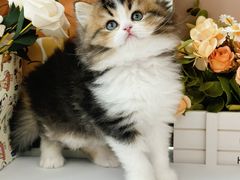 -小猫来了·猫舍(红山六九七九店)
