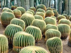 -南山植物园