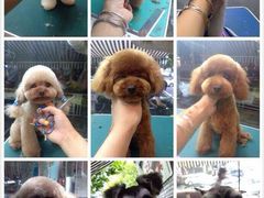 作品-优缇多格专业宠物美容师培训学校