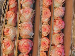 -循礼门鲜花花市(武汉循礼门店)