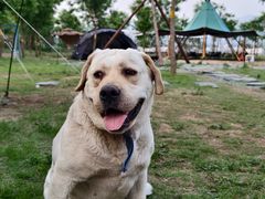 -Walker萌宠露营(大明骑士驿站店)