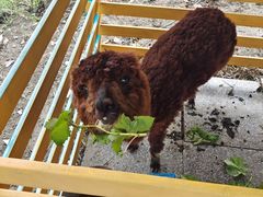 -美家乐农庄·露营·团建(大治路店)