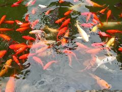 -成都动物园