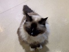 -藏猫猫咖啡主题馆(中央大道店)