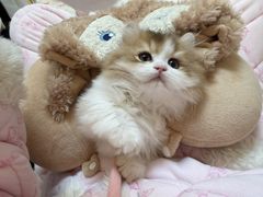 -欣宠猫屋·矮脚拿破仑·蓝金金渐层