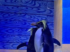 -海合安青岛极地海洋公园